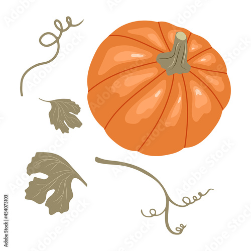 Pumpkin with stems and leaves isolated on white background. Vector illustration of an autumn vegetable in a hand drawn style. 