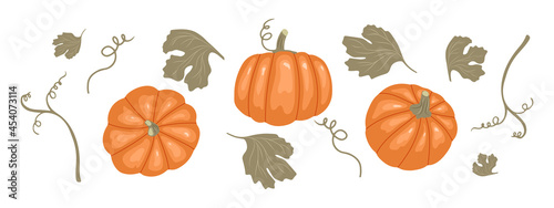 Pumpkin set with stems and leaves. Top, front and side views. Vector illustration in hand drawn style. Thanksgiving Day