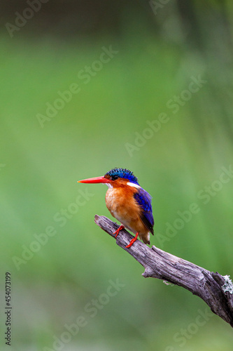 Malachite Kingfisher looks over the waterways of Africa for small fish, South Africa