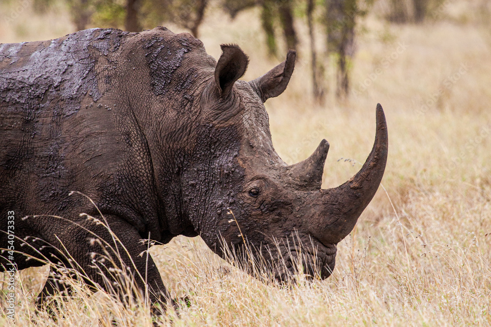 Fototapeta premium Southern White Rhino grazing in the tall dead grass in the Kruger National Park, South Africa
