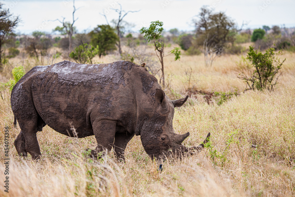 Obraz premium Southern White Rhino grazing in the tall dead grass in the Kruger National Park, South Africa