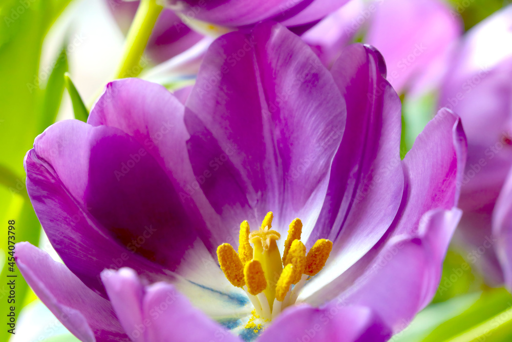 Close-up of a flowering tulip in a garden or park.