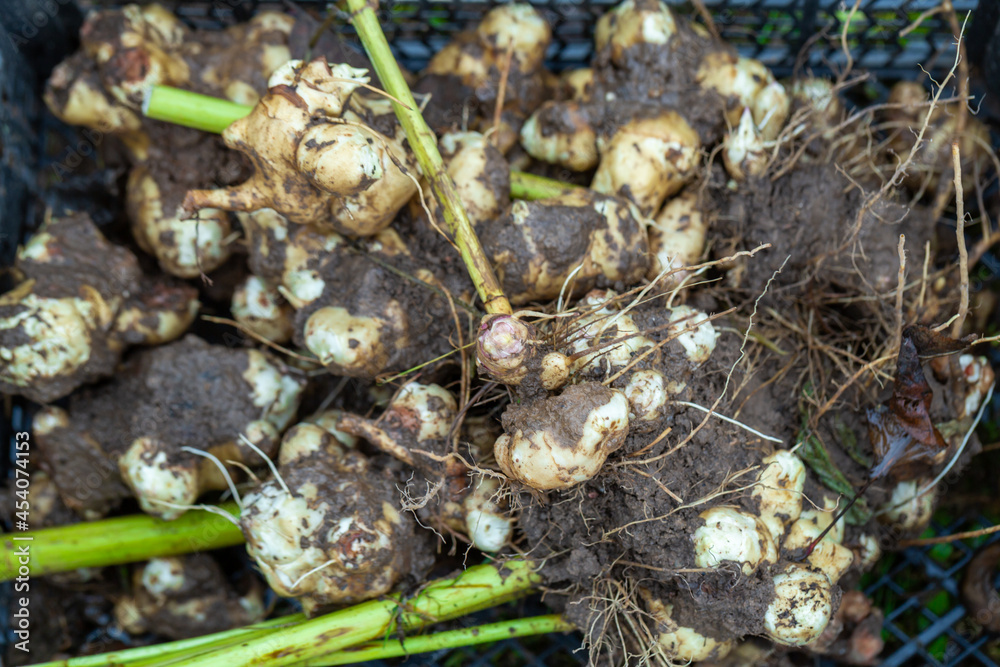 The Jerusalem artichoke harvest. Autumn organic vegetable garden.