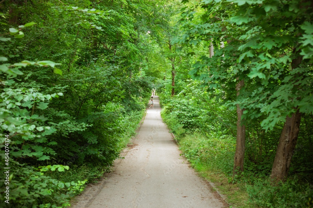 path in the forest path in the forest