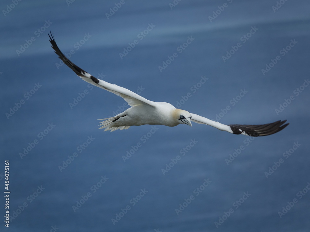 northern gannet (Morus bassanus) flying over ocean