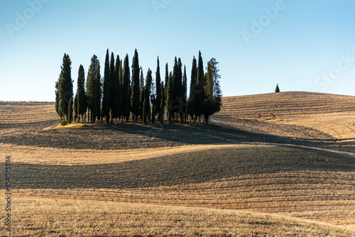 Cipressi in Val d'Orcia photo