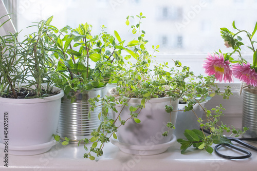 Slika na platnu Pots with aromatic herbs on window sill