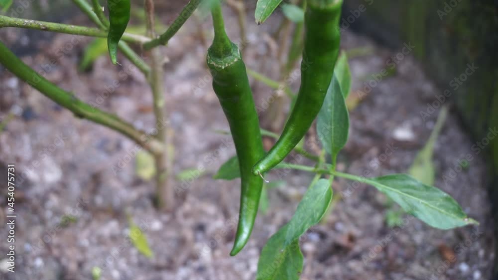 Young green chilly with a natural background. This is one of species of the hottest chilly in the world which Indonesia has. Young green chilly with a natural background. This is one of species of the hottest chilly in the world which Indonesia has.