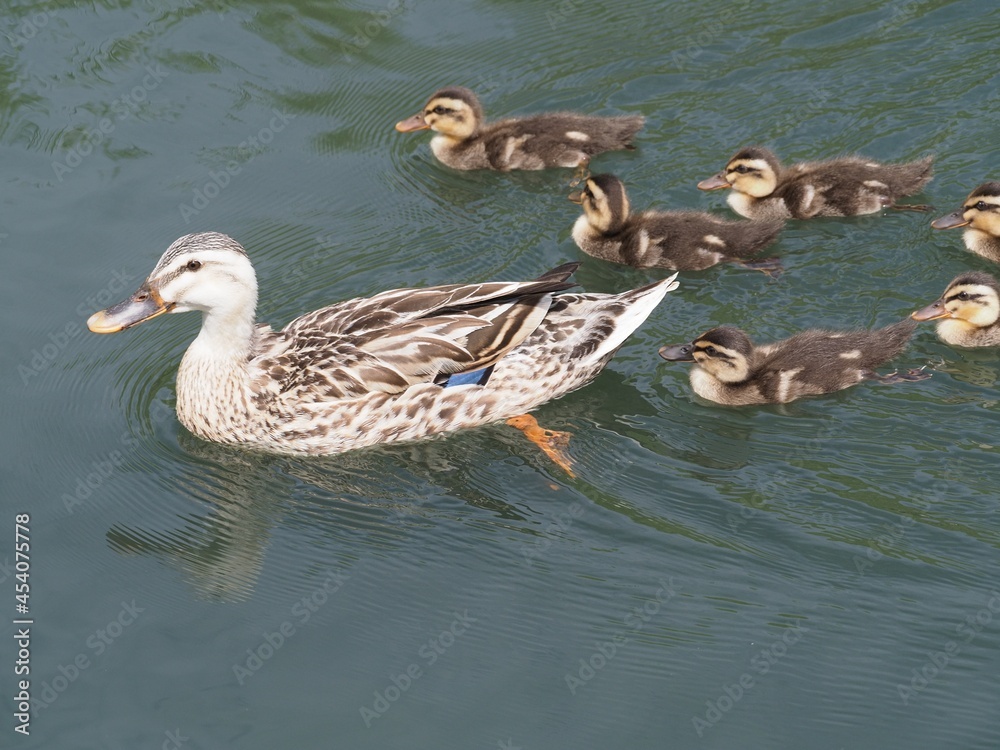 Imposing duck parent and child Imposing duck parent and child