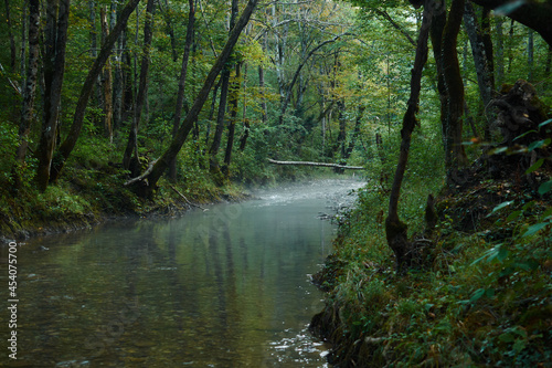 Small forest river running in a deep forest