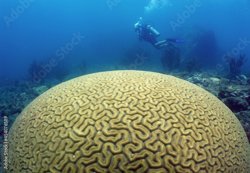 scuba diver , cora reef , caribbean sea , Venezuela