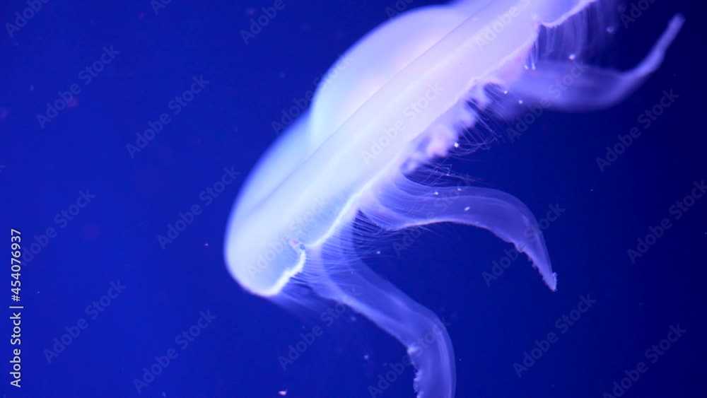 Glowing jellyfish swimming in aquarium Glowing jellyfish swimming in aquarium