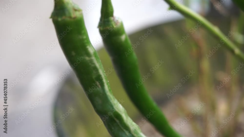 Young green chilly with a natural background. This is one of species of the hottest chilly in the world which Indonesia has. Young green chilly with a natural background. This is one of species of the hottest chilly in the world which Indonesia has.