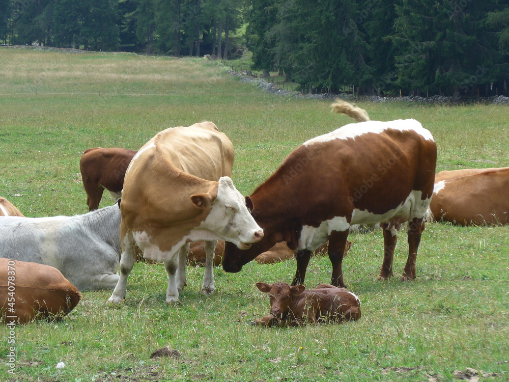 Kühe, cows