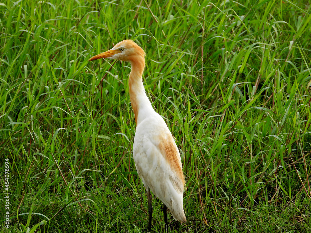 Yellow Brown neck and white wings Heron Crane with beautiful grass background 