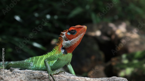 Close up of a beautiful, vibrant color oriental garden lizard