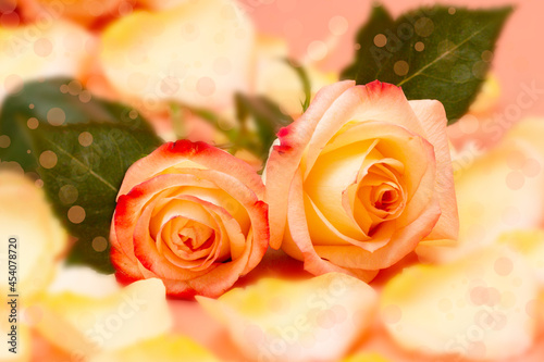 Pink-yellow open roses with water drops and petals on a pink background close-up