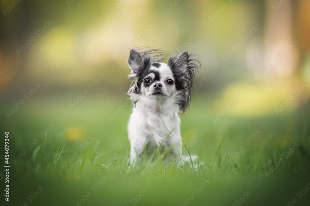 A cute black and white female chihuahua with big shiny eyes and a spotted nose sitting among the green grass against the backdrop of a bright sunset summer landscape