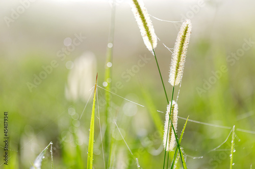 Green grass with drops of water dew in morning light in spring summer outdoors close-up macro, panorama. Beautiful artistic image of purity and freshness of nature, © AungMyo