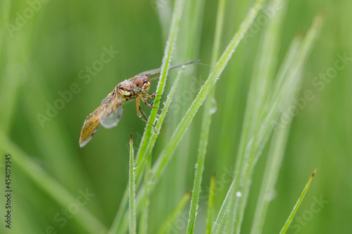 Wallpaper Mural Dragonfly on fresh grass and sparkling drops of morning dew Torontodigital.ca