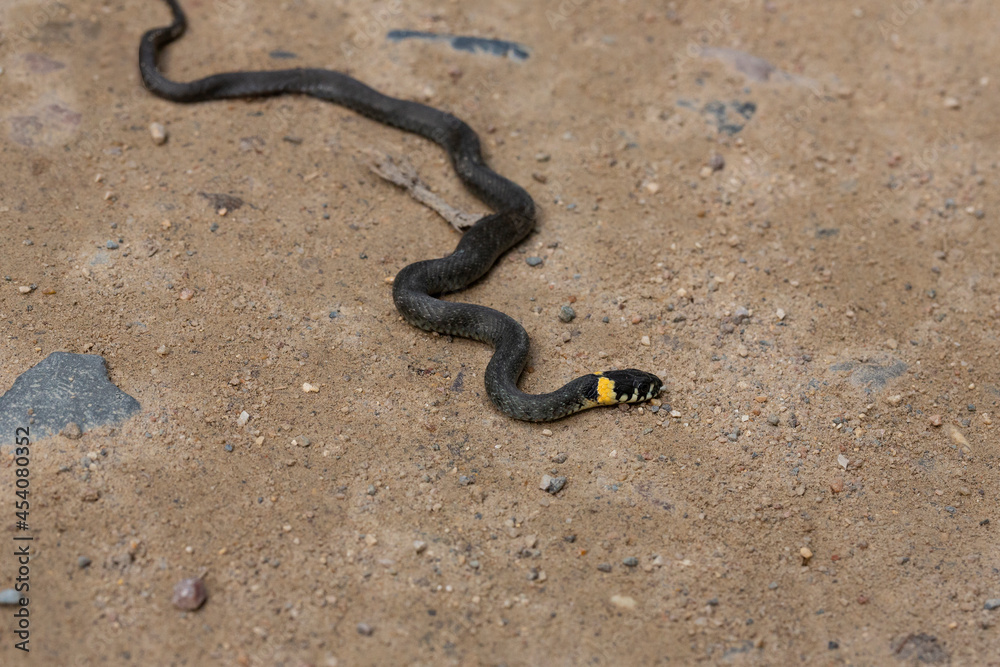 Fototapeta premium grass snake on a sandy country road in the forest. Natrix natrix