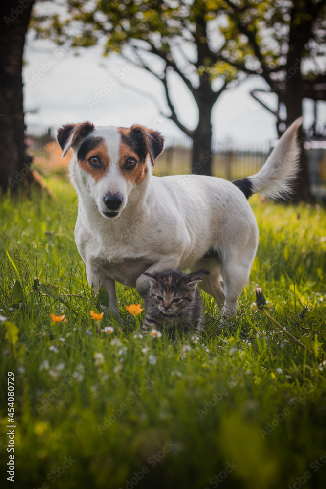 Female jack russell plays with baby cats and watches them not to get lost. Blue-eyed kittens walk in the grass and discover the world. Innocence, cuteness