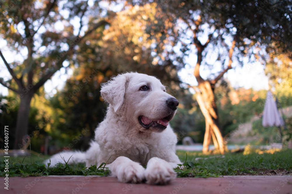 Portrait of a large white Kuvasz dog in the garden, looking right
