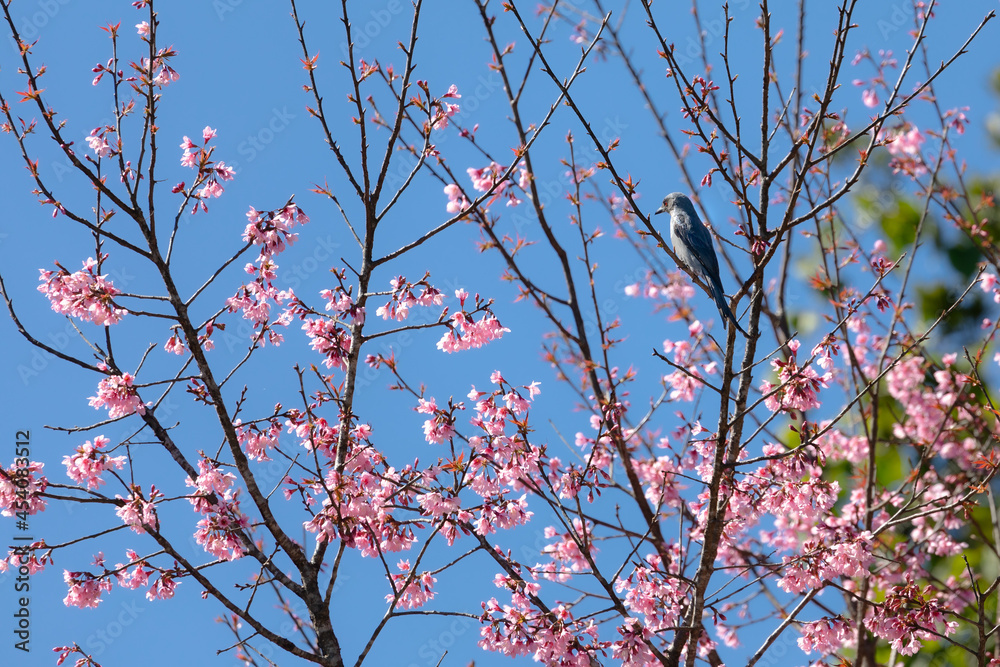 Natural background of blooming pink flower and wild bird. Natural background of blooming pink flower and wild bird.