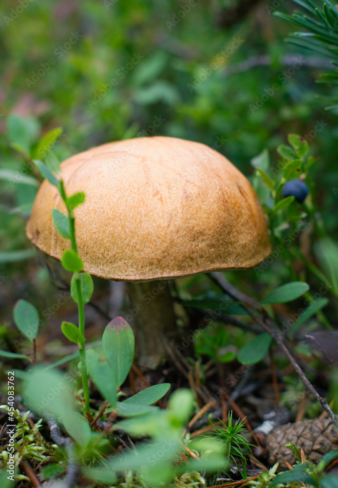 Mushroom in a forest Mushroom in a forest