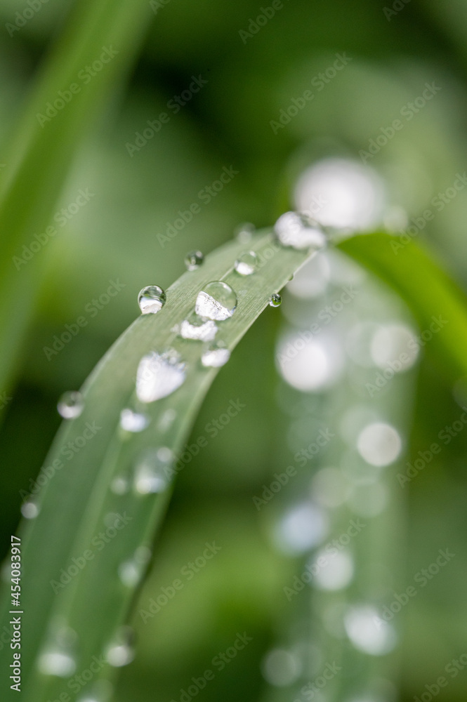 Wassertropfen auf Gras Wassertropfen auf Gras