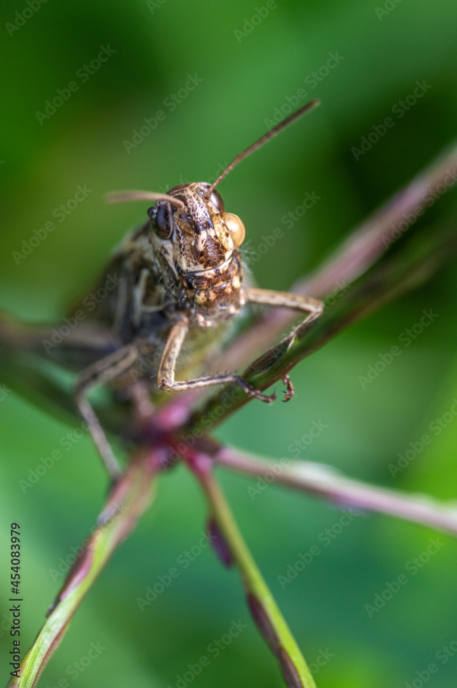 Fototapeta premium Grashüpfer