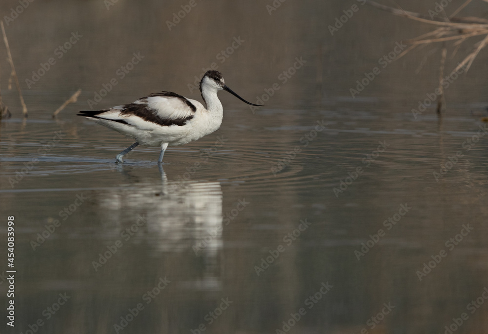 Obraz premium Pied Avocet at Asker marsh, Bahrain