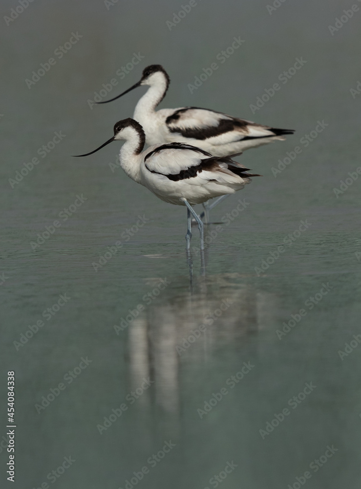 A pair of  Pied Avocet at Asker marsh, Bahrain