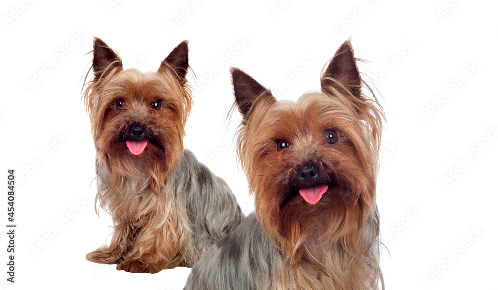 Two adult equal Yorkshire Terrier Two adult equal Yorkshire Terrier