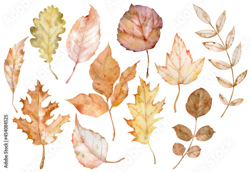Watercolor illustration of autumn leaves isolated on the white background. Botanical art. Fall clipart. herbarium collection