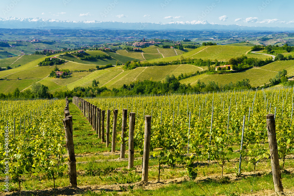 Fototapeta premium Vineyards of Langhe, Piedmont, Italy near Alba at May