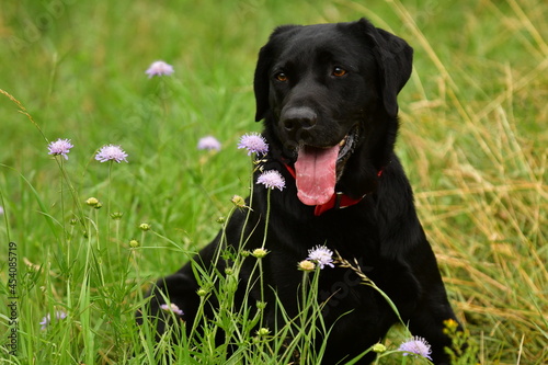 Very cute black labrador dog sitting in a field of purple flowers.