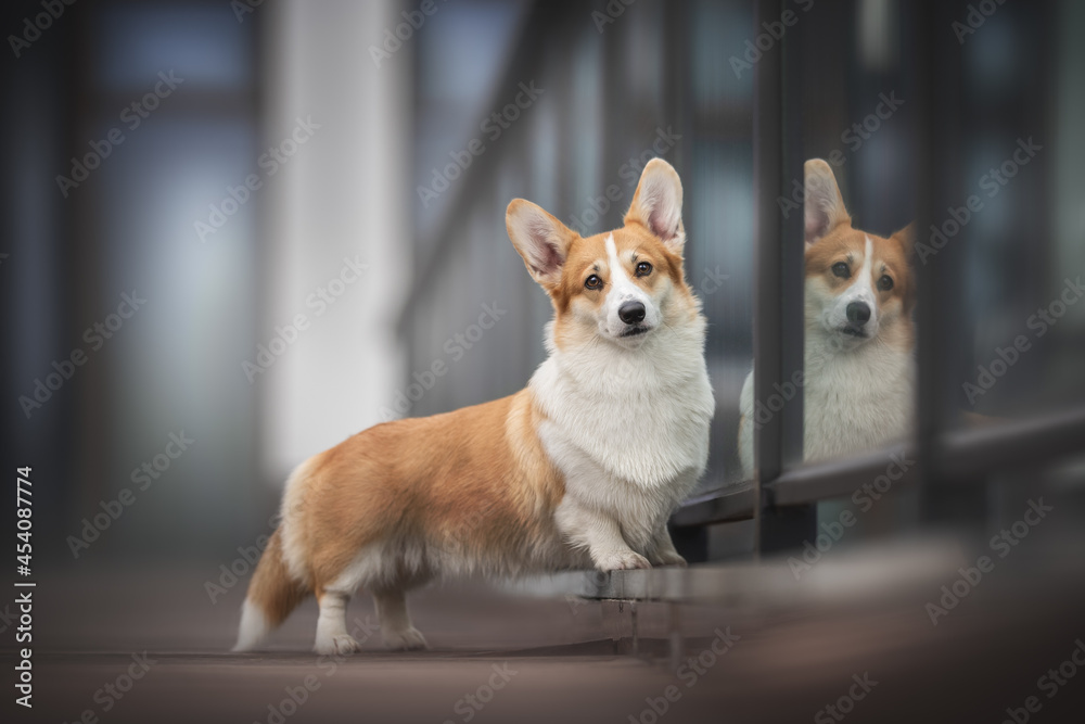 A serious female pembroke welsh corgi with fluffy tail and expressive eyebrows standing on a wooden deck and reflecting in a glass fence against a background of a multicolored cityscape