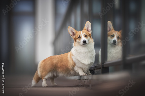 A serious female pembroke welsh corgi with fluffy tail and expressive eyebrows standing on a wooden deck and reflecting in a glass fence against a background of a multicolored cityscape