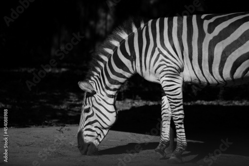 Alone zebra in black and white