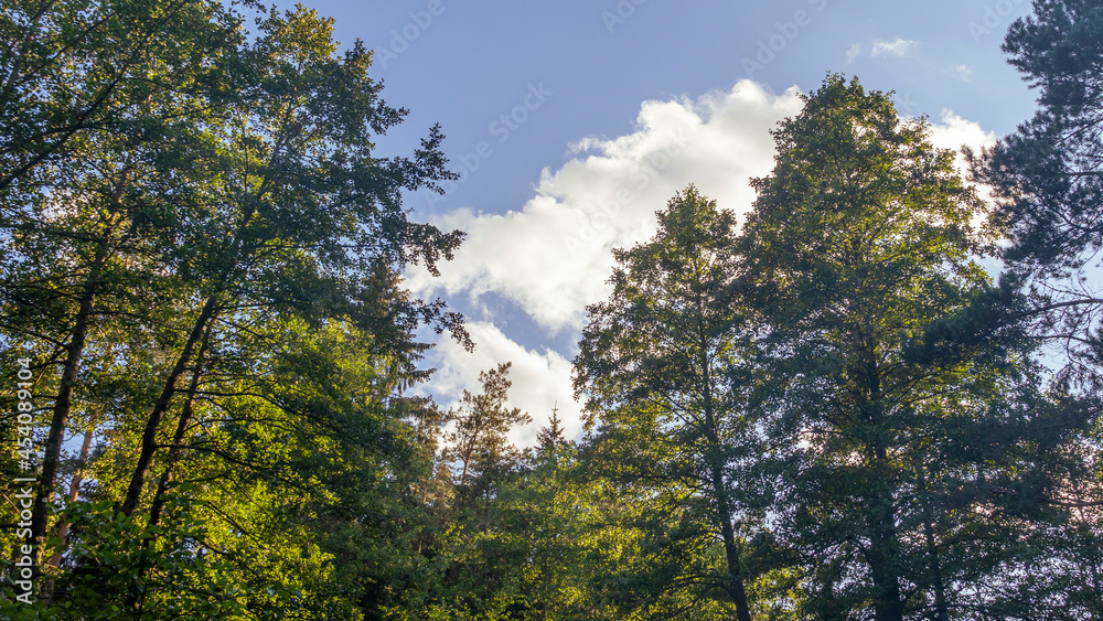 The tops of the trees against a background of blue sky and clouds. Green foliage, natural frame of deciduous tree crowns. Nature concept. Space for text.