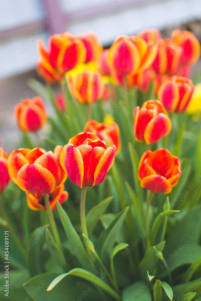red and yellow tulips in summer garden with blurred background