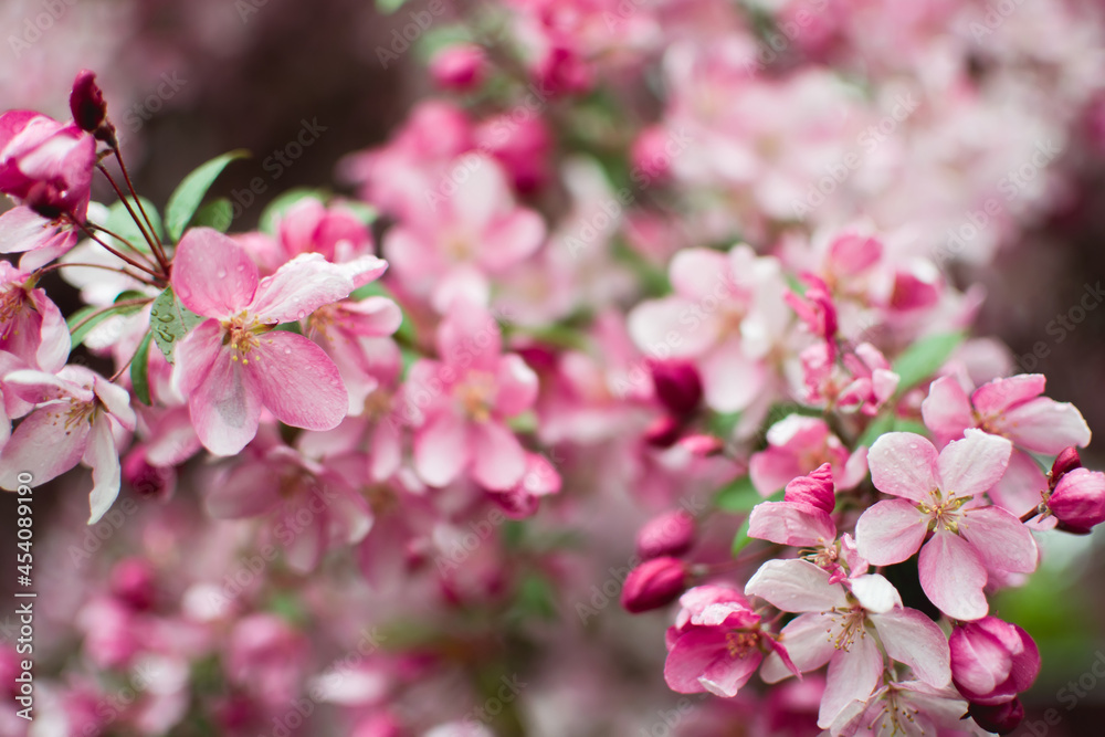 Obraz premium pink cherry blossom in spring, blurred background