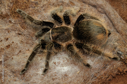 A black tarantula looking for prey.