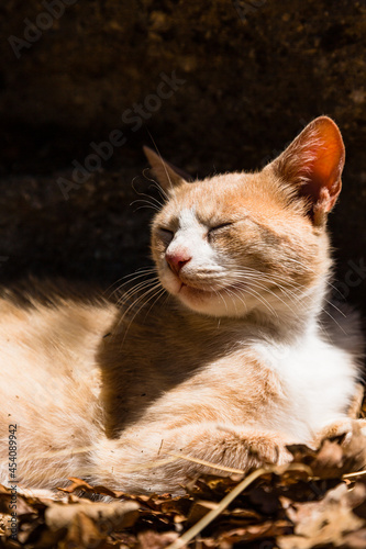 ギリシャ メテオラのルサヌ修道院で日に当たりながら寝ている猫