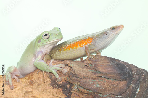 An adult common sun skink approaching a dumpy tree frog. This reptile has the scientific name Mabouya multifasciata. 