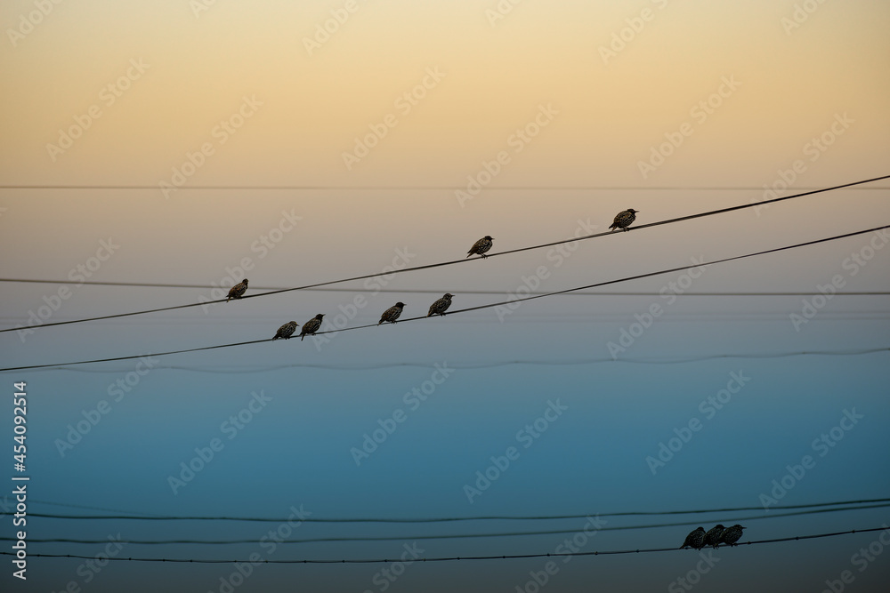 Birds in the city. Blackbirds are sitting on the wires in a flock. Evening. Birds in the city. Blackbirds are sitting on the wires in a flock. Evening.
