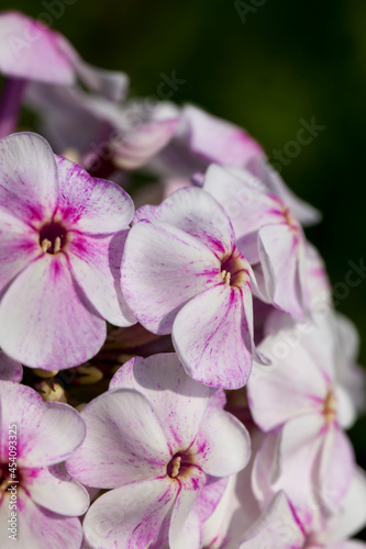 carnation flowers in the spring season © rsooll