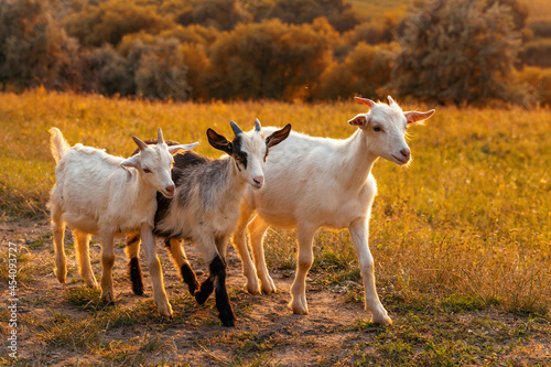 Three funny kid goats in a meadow at sunset. Beautiful autumn country landscape in the background.