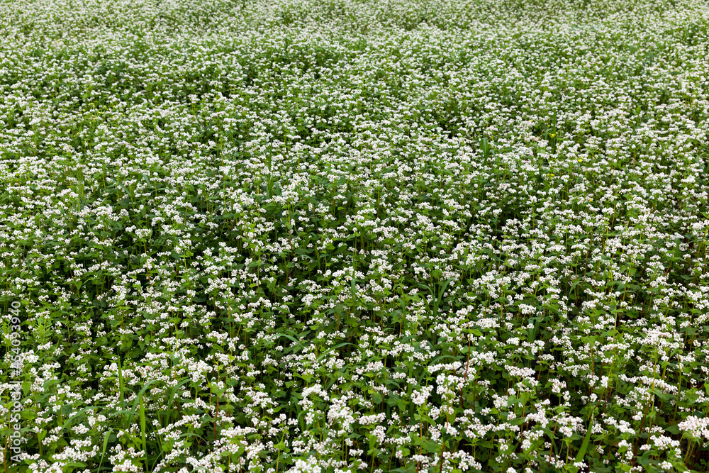 white buckwheat flowers during flowering